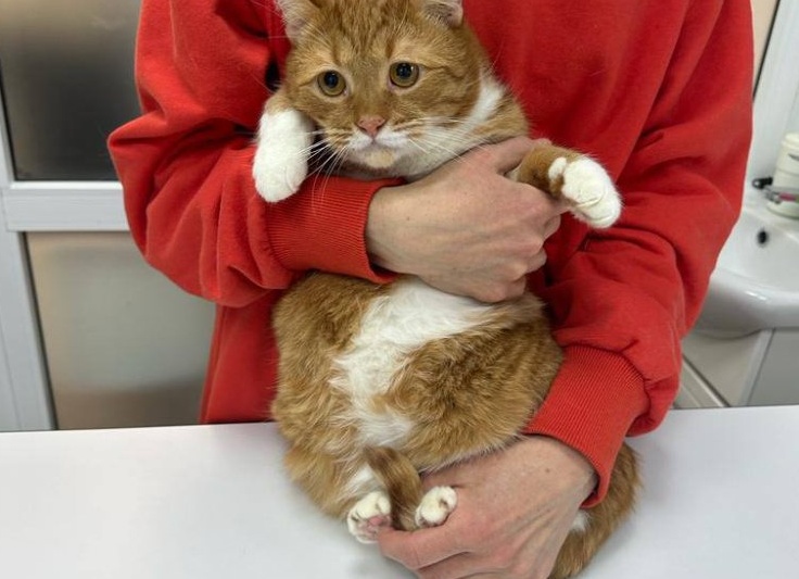 Как правильно подготовить кота к кастрации без побочных эффектов