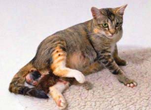 Как правильно принимать роды у кошки в домашних условиях