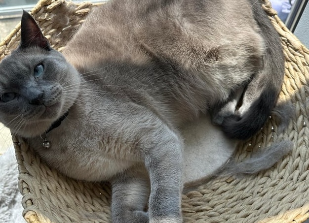 Лысые кошки ужасны? Так ли это