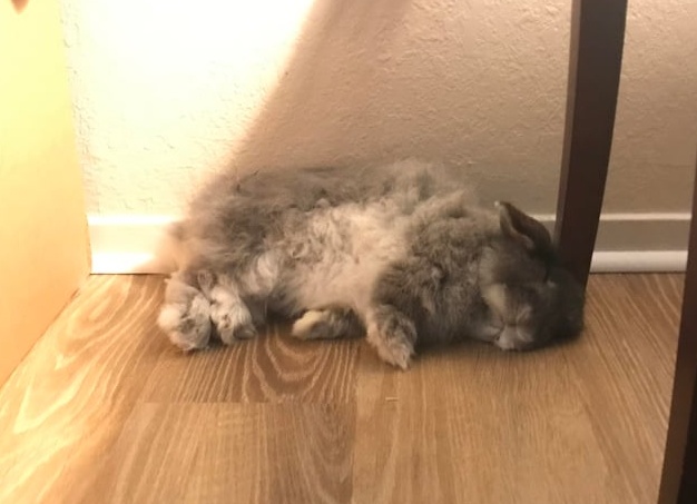 😾Как избавиться от колтунов у пушистой кошки