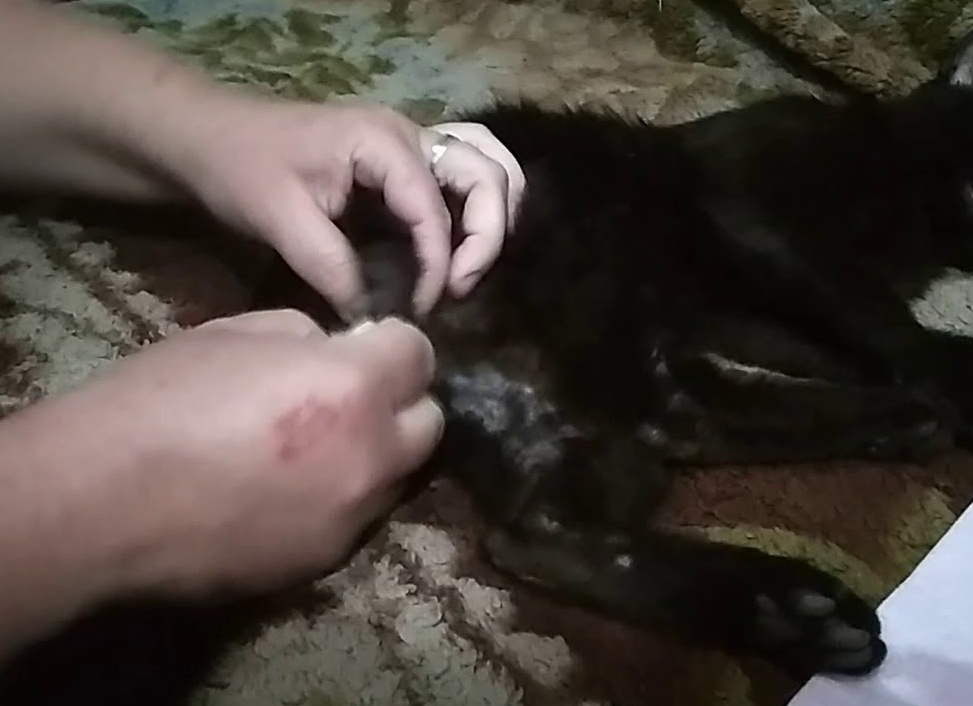 Можно ли кастрировать кота в домашних условиях