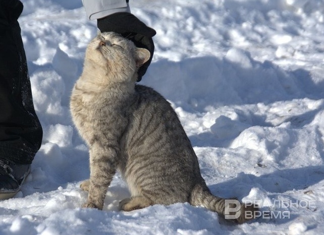 😺Почему кошки стали самыми популярными домашними питомцами?