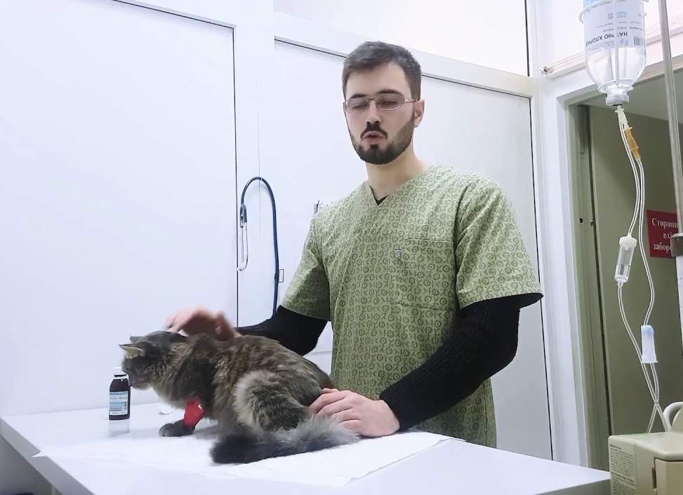 Как ухаживать за швом после стерилизации кошки