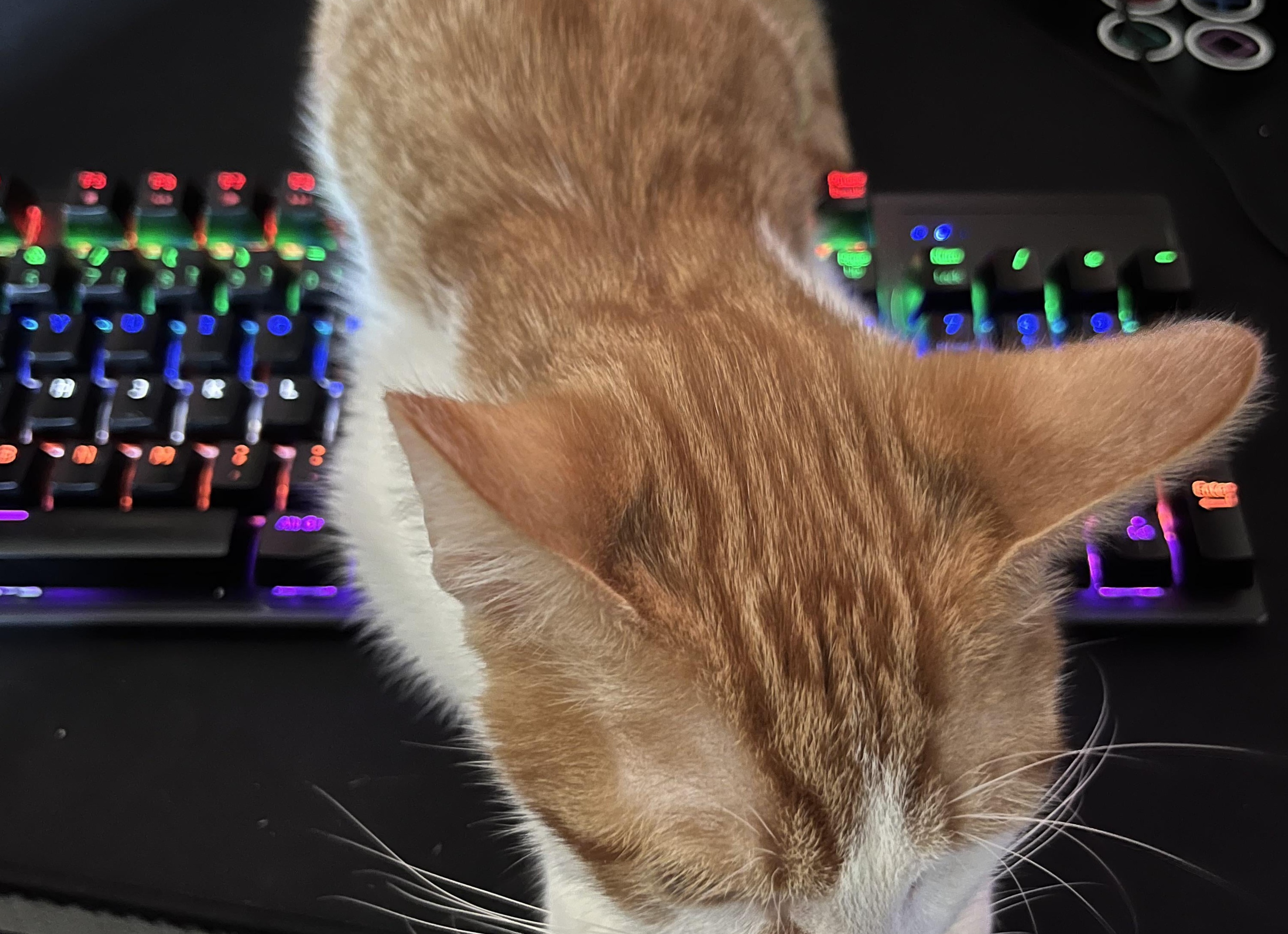 😺Почему кошки любят лежать на клавиатуре