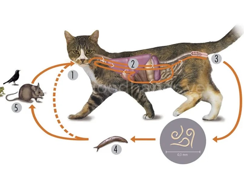 Как распознать лямблиоз у кошек?