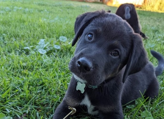 В чем разница между стерилизацией и кастрацией
