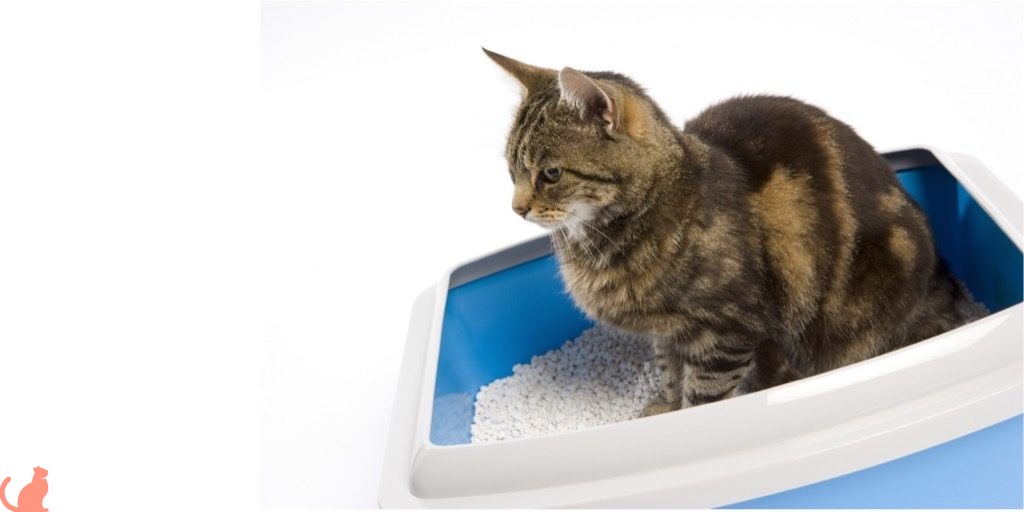 Дюфалак для кошек: инструкция по применению, отзыв ветеринара