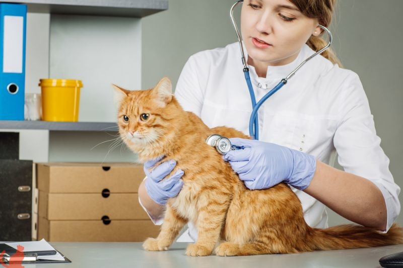 Что делать если кошка после стерилизации просит кота