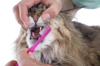 как кошкам чистить зубы в домашних условиях