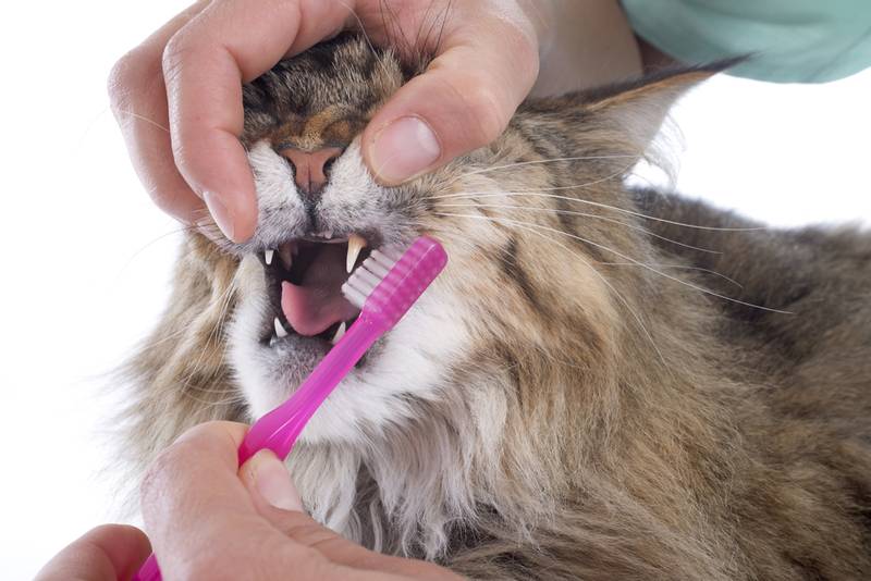 как кошкам чистить зубы 