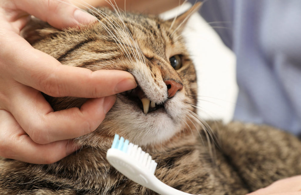 как в домашних условиях кошкам чистить зубы 