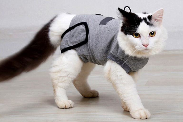 Как одеть воротник на кошку инструкция фото
