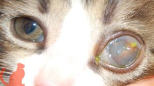 Воспаление вокруг глаз у кошек thumbnail