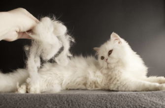 Как избавиться от колтунов у кошки в домашних условиях