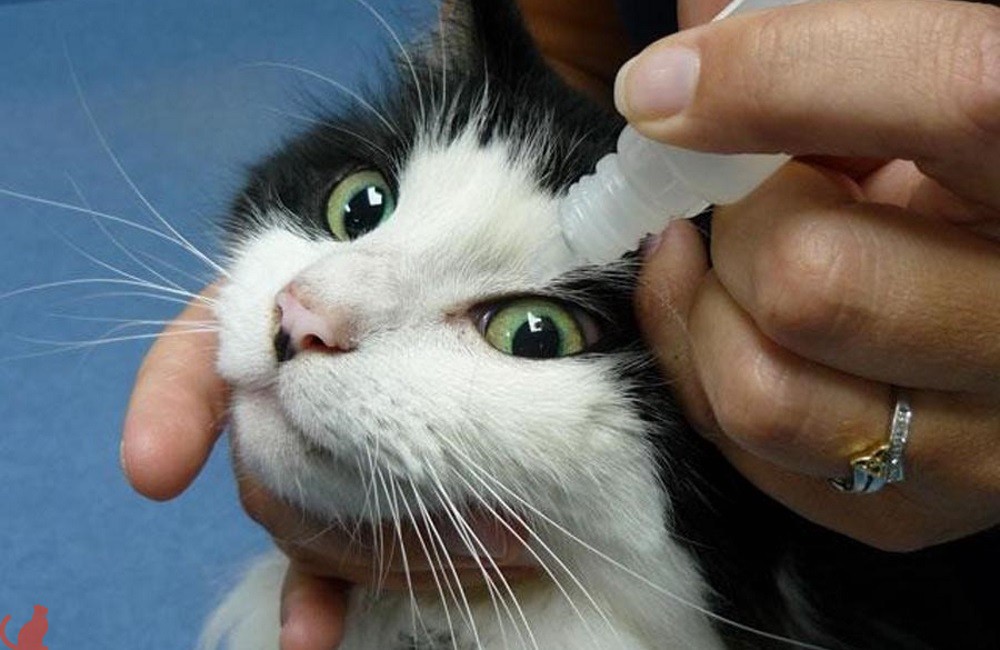 Хлоргексидин для глаз кошки: противопоказания, инструкция