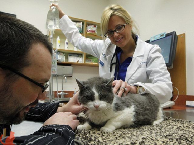 Лечение пиелонефрита у кошек