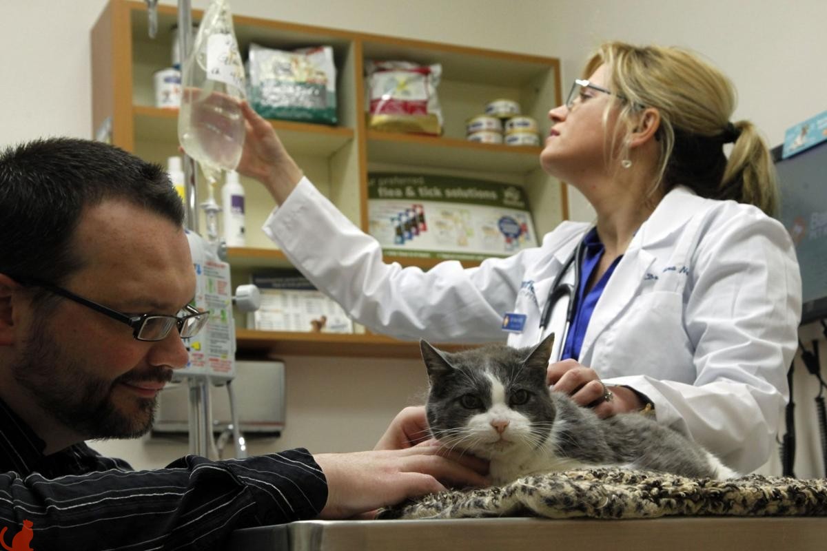 Как у кошек проявляются признаки рака почек