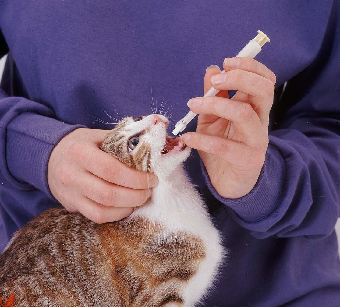 Рейтинг таблеток для кошек от глистов