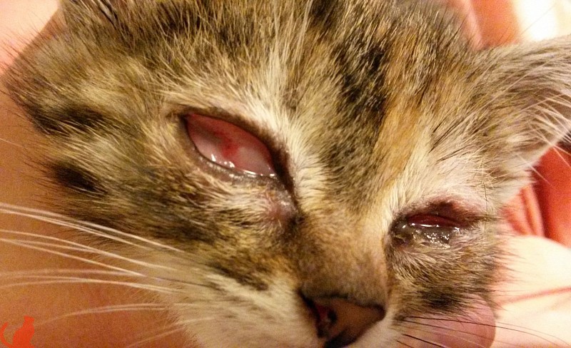 У кота опух глаз и слезится фото thumbnail