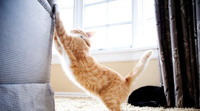 Как отучить кошку в квартире драть обои и мебель