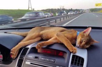 Как правильно перевезти кошку без стресса в автомобиле