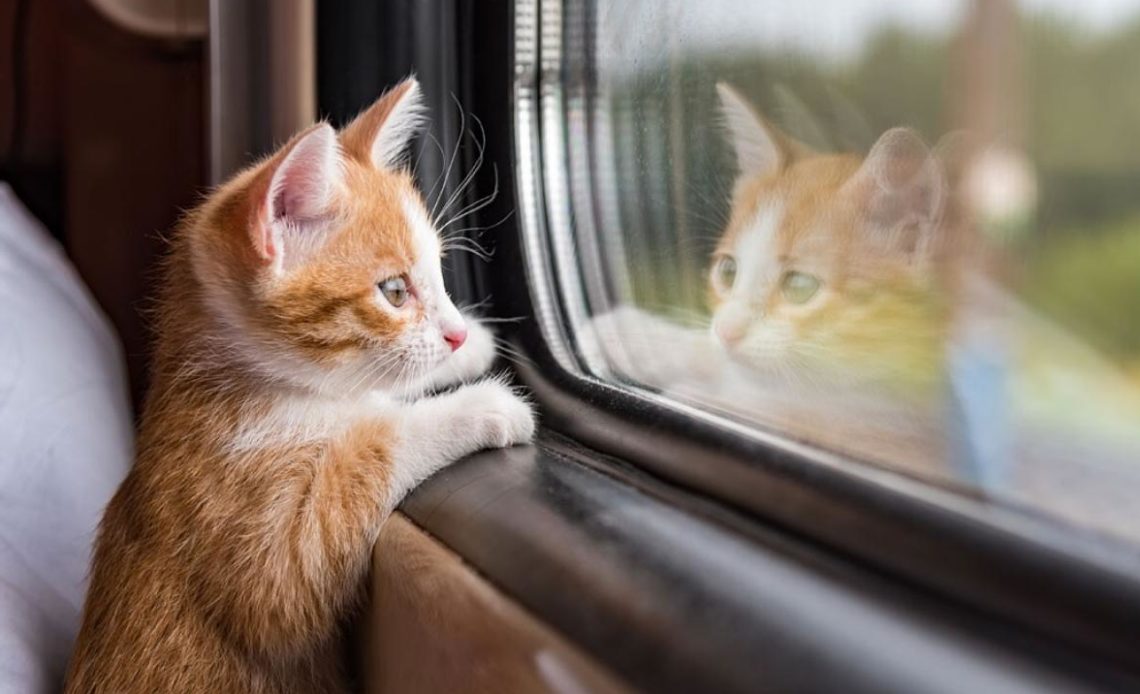 Как перевезти кошку в поезде без стресса