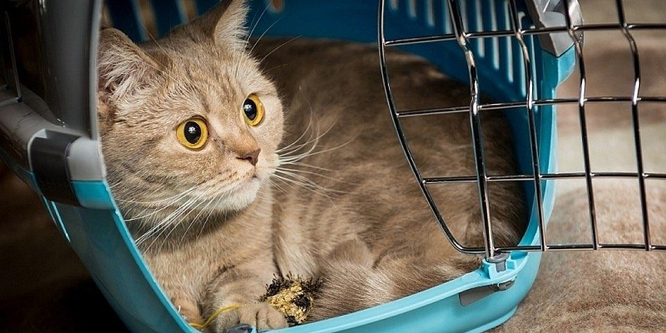 Как правильно перевозить кошку самолетом по России