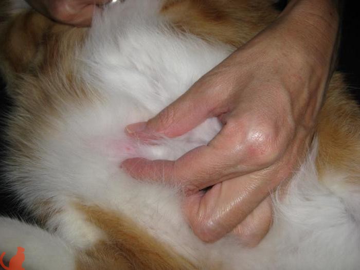 У кошки после стерилизации гематома на шве thumbnail