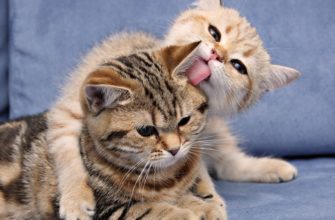 Как подружить двух кошек в одной квартире: секреты адаптации