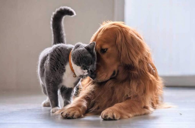 Как подружить кошку с собакой