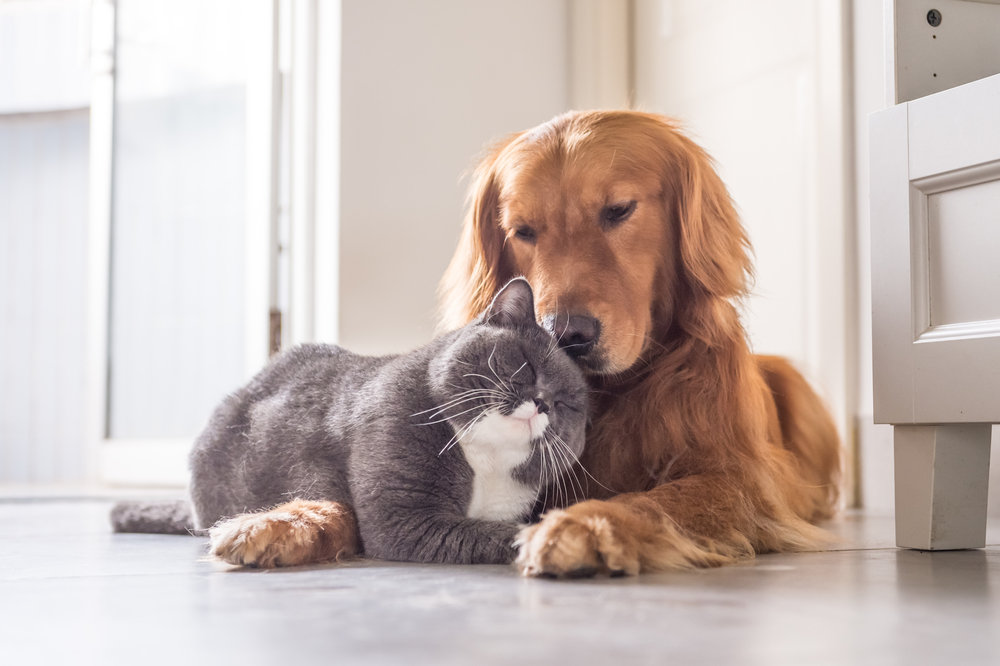 Как подружить собакой с кошкой