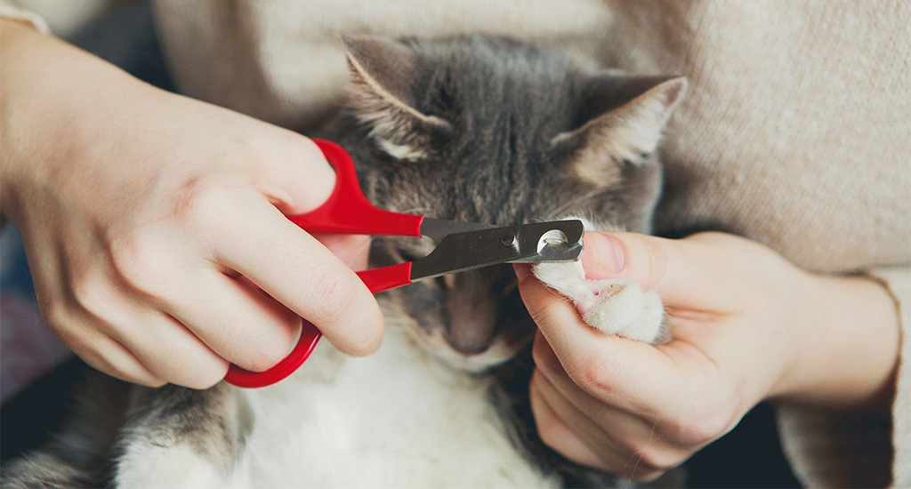Как кошке подстричь когти в домашних условиях
