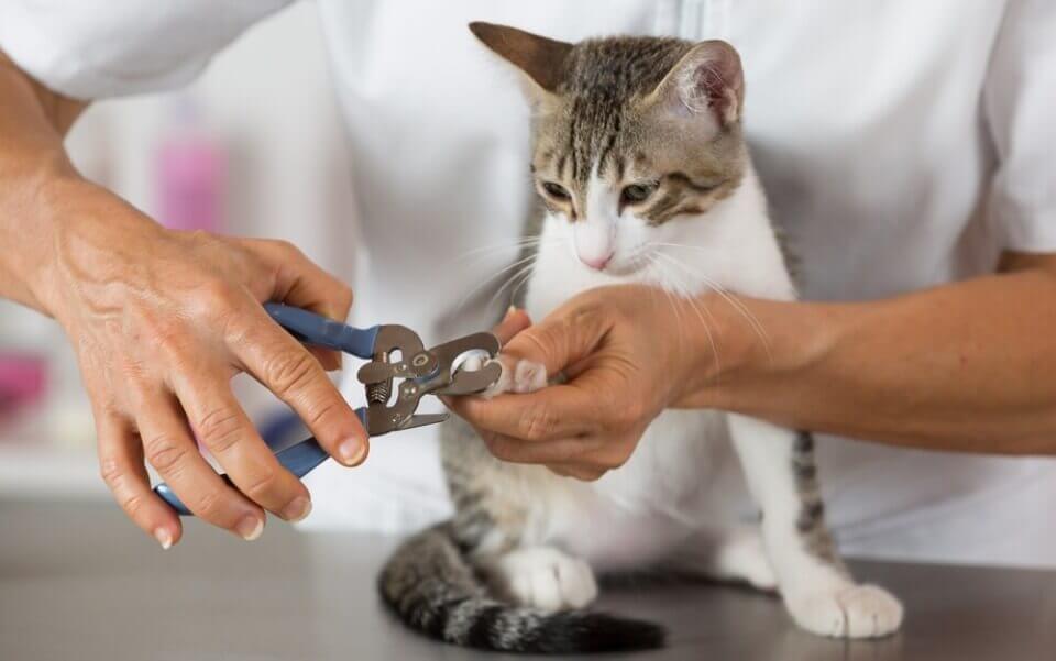Как правильно подстригать когти у кошки в домашних условиях