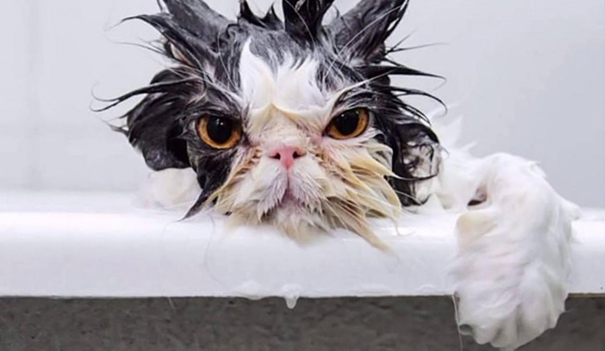 Как помыть если кошка боится воды