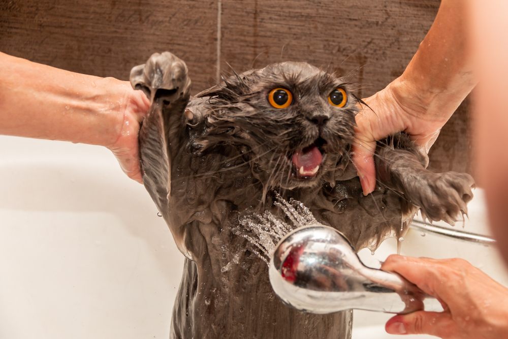 Как помыть кошку если она боится воды