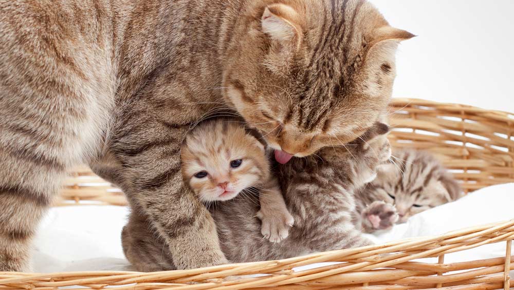 Как узнать что ваша кошка скоро будет рожать