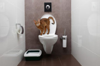 Как приучить кошку после лотка к унитазу в туалете