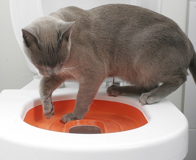 Как после лотка кошку приучить к унитазу в туалете