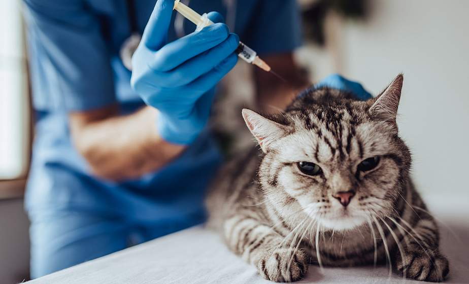 когда и как часто делать прививку от бешенства кошке 