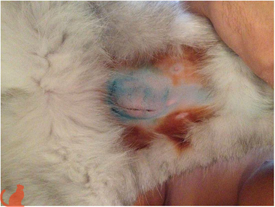 Грыжа после стерилизации у кошек фото thumbnail