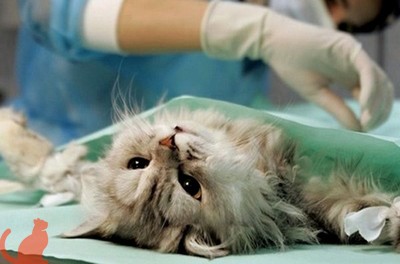 В какое время можно стерилизовать кошку после родов