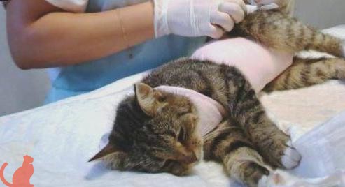 Как ухаживать за швом после стерилизации кошки