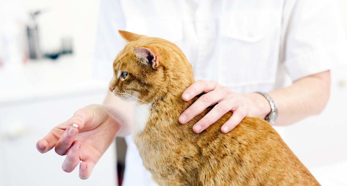 Как давать таблетку кошке
