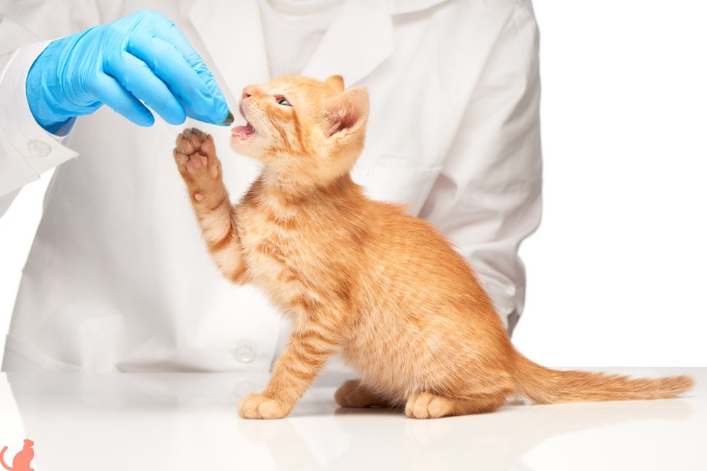 Лечение нефрита у кошек