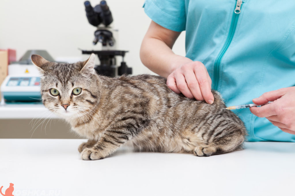 Как происходит стерилизация кошек уколом