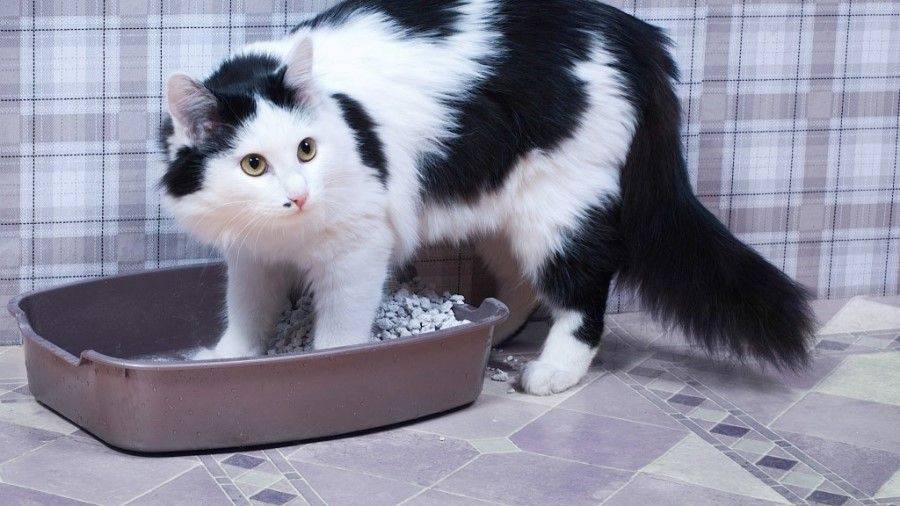 Как давать вазелиновое масло кошке при запоре