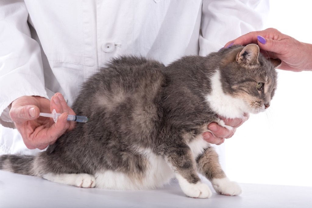 Как сделать внутримышечный укол кошке