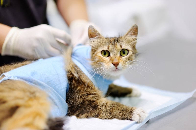 Как кошке завязывать попону после стерилизации